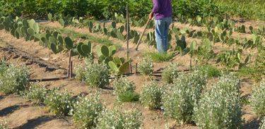 Pagamento segue até o mês de abril de 2020 para os agricultores dos municípios de Água Branca, Canapi, Girau do Ponciano, Igaci, Inhapi, Jaramataia, Monteirópolis e Pão de Açúcar